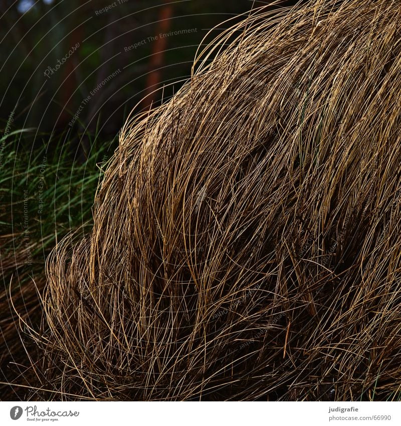 Gras biegen Halm Sturm weich dunkel Haarsträhne Wachstum Licht Strand Umwelt trist Wiese Wildnis grün Stengel beweglich zart Küste Wind Natur Leben Abend Ostsee