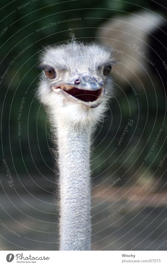 Oiiii! Emu Tier Vogel Kopf Blick Zoo Blumenstrauß