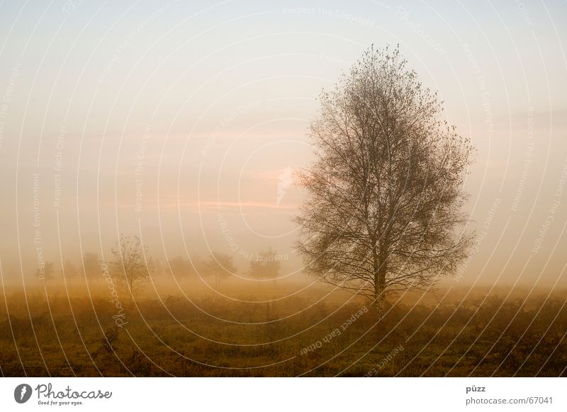 Wahner Heide ruhig Natur Landschaft Sonnenaufgang Sonnenuntergang Herbst Schönes Wetter Nebel Wärme Pflanze Baum Wald Stimmung trüb orange Farbfoto