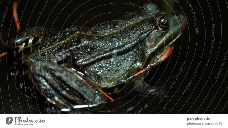 Froschkönig dunkel Glätte schleimig grün Froschauge Teich See Tier Ekel schön Küssen Kröte orange Auge Haut Wasser Natur glänzend Schatten