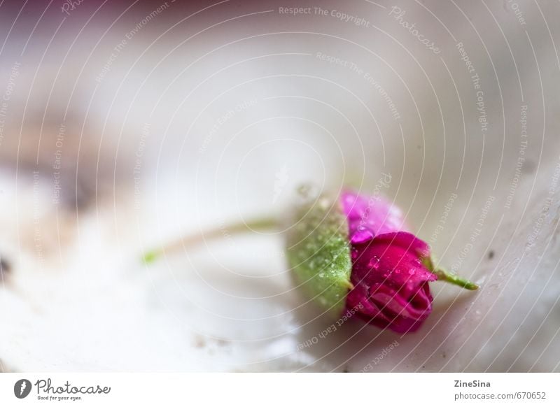 Das Röslein Natur Pflanze Frühling Sommer Rose Blüte natürlich schön rosa Farbfoto Nahaufnahme Unschärfe