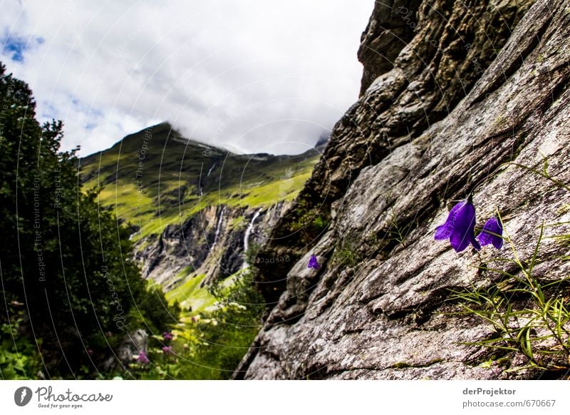 Der Berg ruft 11 - mit Blumen im Vordergrund Umwelt Natur Landschaft Pflanze Urelemente Wolken Sommer Klima Schönes Wetter schlechtes Wetter Baum Blüte Felsen