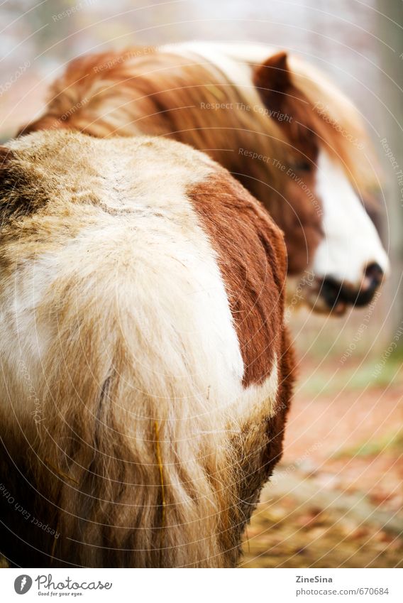 Ferdi Sport Reiten Natur Tier Pferd 1 natürlich schön wild weich braun Farbfoto Außenaufnahme