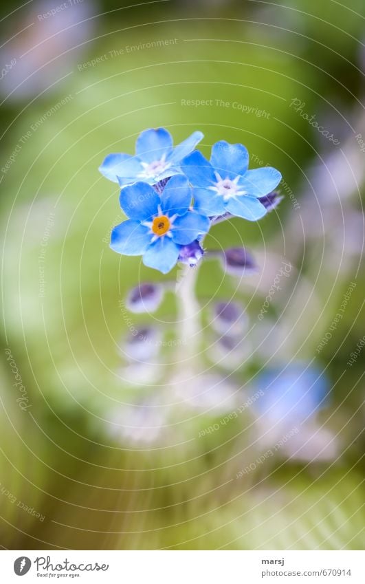 VMN Natur Pflanze Blume Blüte Wildpflanze Vergißmeinnicht Blühend Duft leuchten Wachstum dünn authentisch einfach Erfolg Fröhlichkeit frisch glänzend schön