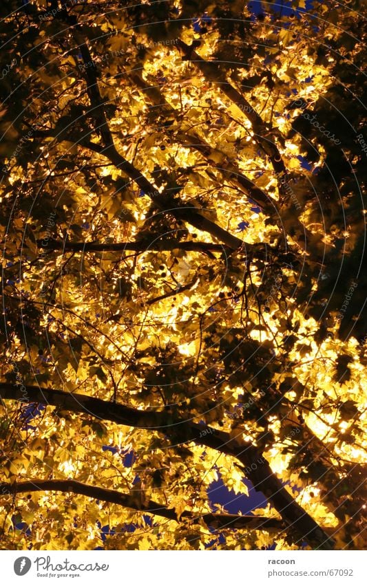 Baum-Leuchte Blatt Nacht gelb Gegenlicht Baumkrone fantastisch Lampe Zweig Ast