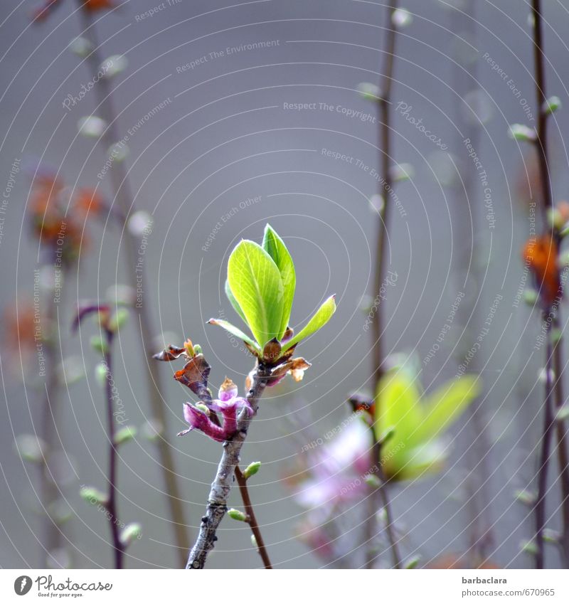 Treibende Kraft Frühling Pflanze Sträucher Blatt Blüte Wildpflanze Blütenknospen Trieb Garten Linie Wachstum frisch hell grün Frühlingsgefühle Beginn