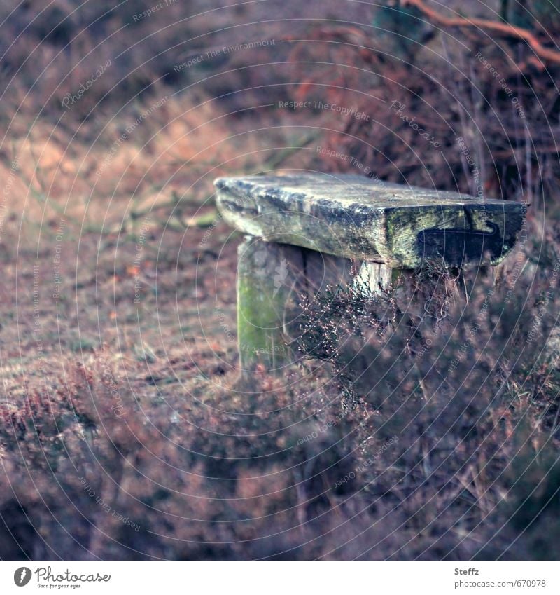 einen Moment in Einsamkeit verweilen Heide Herbstheide nordische Wildpflanze nordische Romantik nordische Natur nordische Wildpflanzen heimisch malerisch