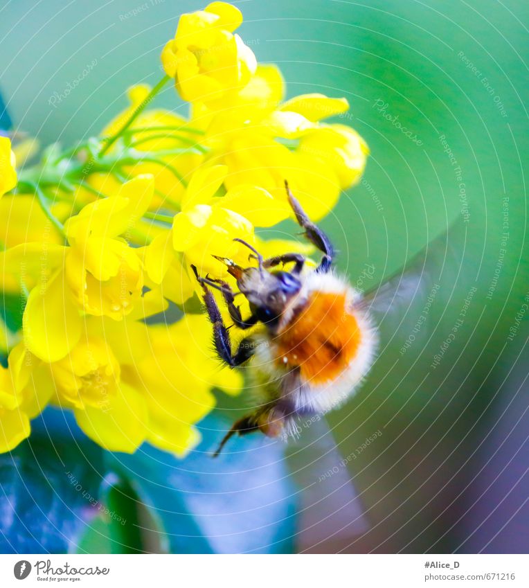 Hummel beim Nektar Sammeln Natur Pflanze Tier Frühling Sommer Blume Sträucher Blüte Garten Biene 1 hell schön mehrfarbig gelb grün violett Farbfoto