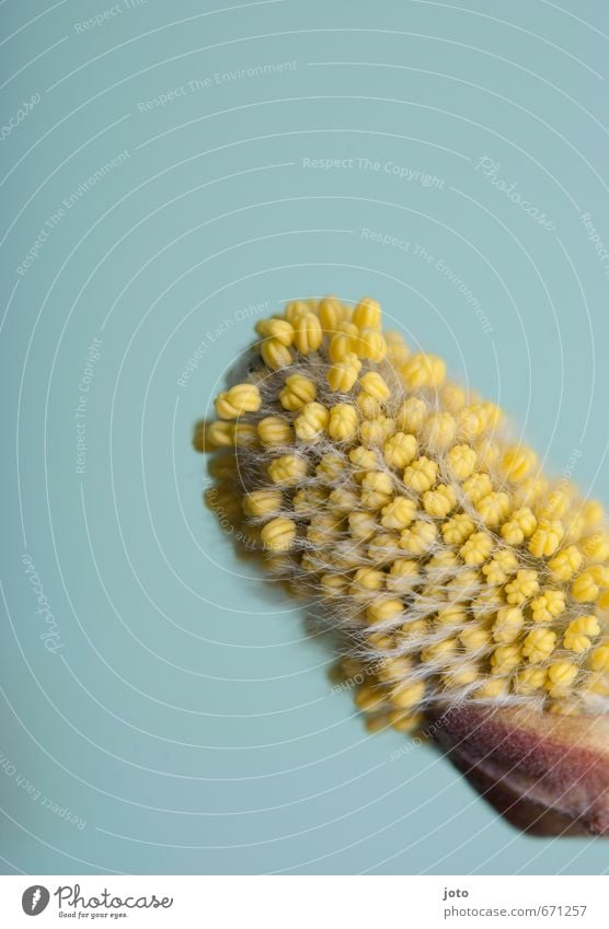 prächtigepuschelpollen Allergie Natur Pflanze Blume Sträucher Blüte Blütenknospen Weidenkätzchen Blühend leuchten weich gelb türkis Vergänglichkeit Wachstum