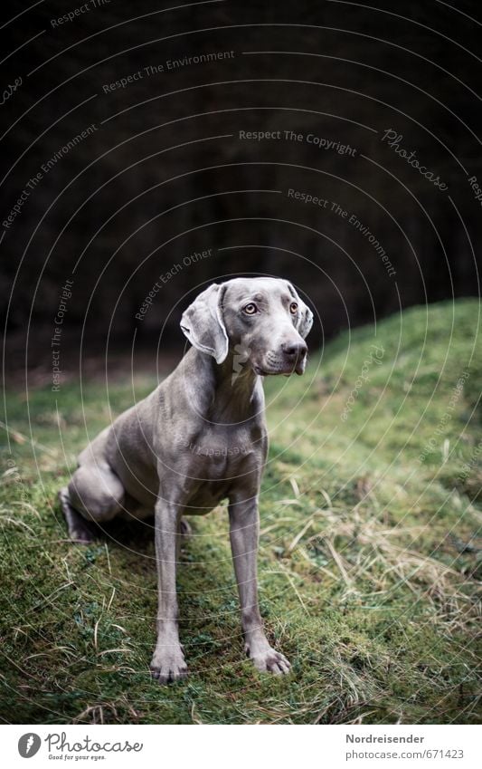 Ungeduldig Leben Jagd Ausflug Gras Moos Wiese Wald Tier Hund 1 warten ästhetisch dunkel muskulös loyal Tierliebe friedlich diszipliniert Neugier Interesse Stolz