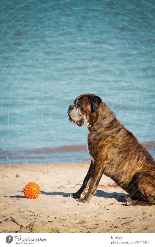 er will doch nur spielen Wasser Frühling Sommer Schönes Wetter Seeufer Strand Meer Haustier Hund Boxer 1 Tier Spielzeug Ball beobachten hocken sitzen warten