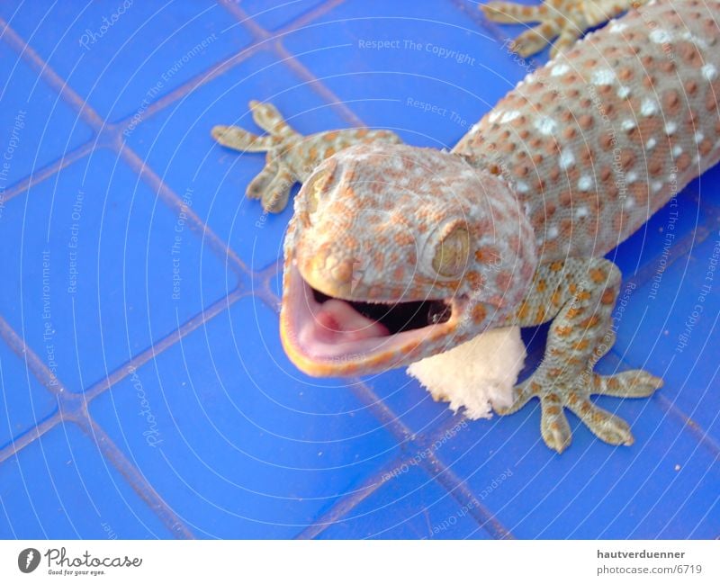 Tucce Gecko Nahaufnahme Echsen Echte Eidechsen Thailand bissig gefährlich Wildtier