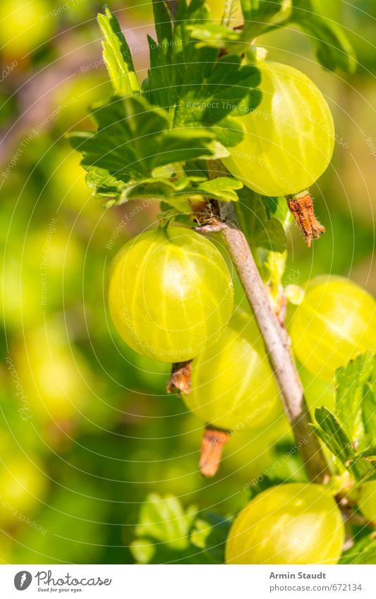 Stachelbeeren am Busch Sommer Natur Nutzpflanze Garten Wachstum frisch Gesundheit lecker natürlich saftig sauer stachelig grün Duft genießen Farbfoto