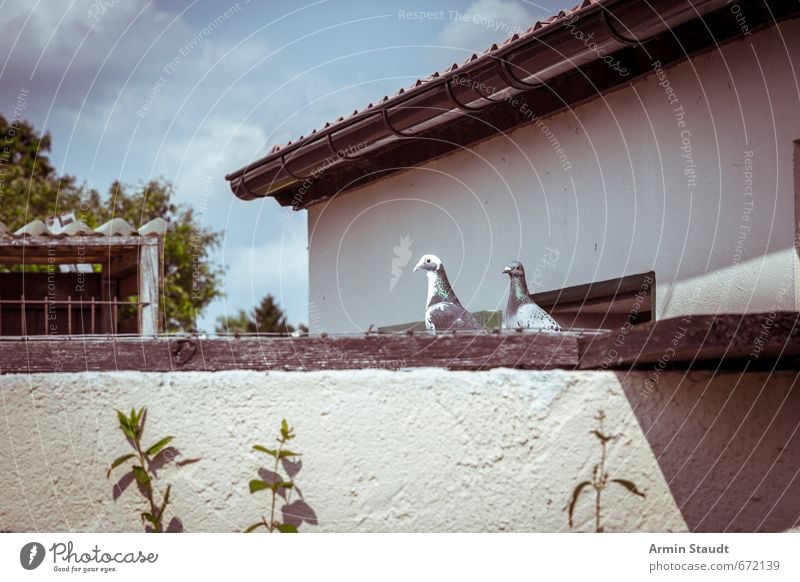 Brandenburgber Idyll Tier Wolken Sommer Dorf Menschenleer Haus Mauer Wand Dach Dachrinne Haustier Vogel Taube 2 Tierpaar sitzen einfach retro Stimmung Spießer