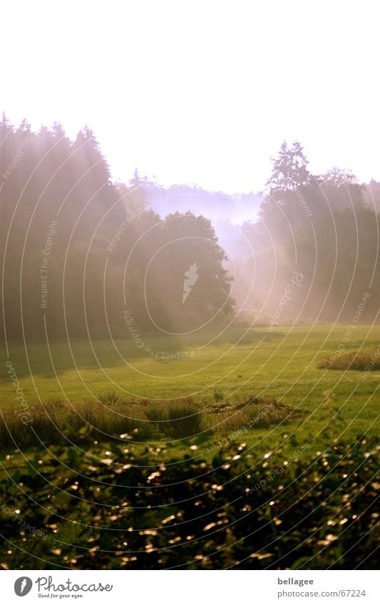 der herbst kommt.... Nebel Herbst Stimmung dunkel Wiese Wald Licht Märchen Kreativität rein Außenaufnahme träumen wirklich Lichtstrahl Natur Traurigkeit