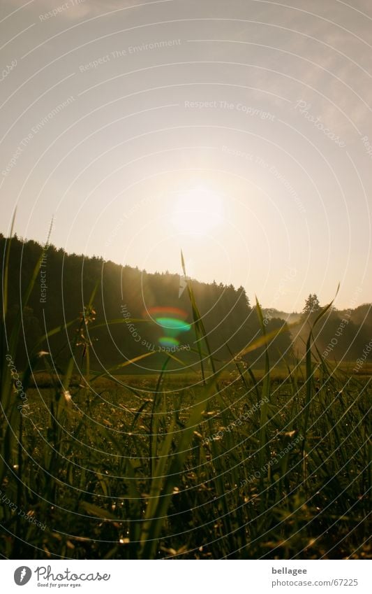 dunkelheit umfängt mich Wiese Gras Lichtfleck Gegenlicht Stimmung Wald Außenaufnahme Blendenfleck Sonne Natur