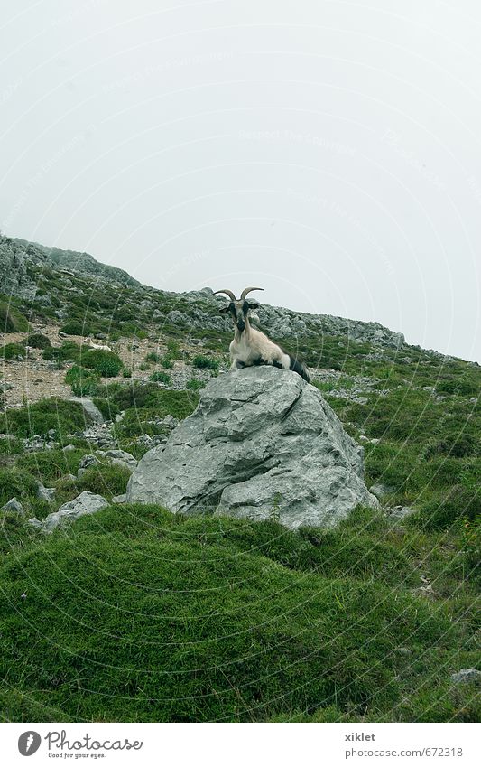 Ziege Landschaft Luft Nebel Hügel Felsen Wildtier 1 Tier beobachten Essen Blick authentisch frei Fröhlichkeit kalt natürlich schön grün Vorsicht Gelassenheit