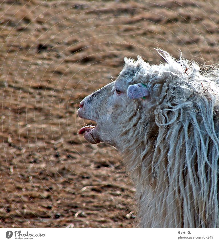 baa ! Kuh Schaf mäh Bäh Fell geschnitten Baseballmütze biegen Wolle Schurwolle Strümpfe Tier Schafswolle Wolf koppelschaf Zunge blöken schreien schafffffell