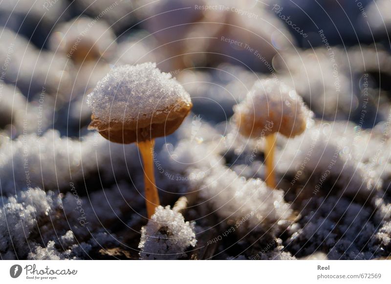 Pilze im Schnee Umwelt Natur Tier Erde Sonnenlicht Winter Schönes Wetter Pflanze Garten Park Wald braun gold weiß Schneefall gefroren Frost Farbfoto