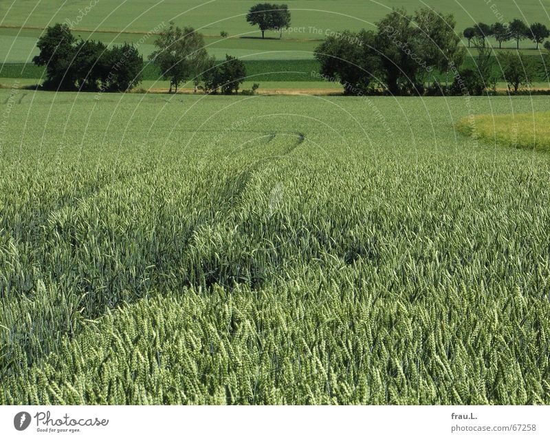 grün Degersen Getreide ruhig Sommer Landwirtschaft Forstwirtschaft Landschaft Baum Sträucher Feld Dorf Wege & Pfade Traurigkeit Einsamkeit fruchtbar Ähren