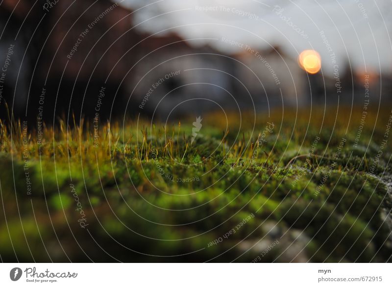 Moos Umwelt Natur Pflanze Tier Erde Herbst schlechtes Wetter Gras Grünpflanze Park Brücke dreckig weich braun grün Stimmung Schutz feucht herbstlich Mauer