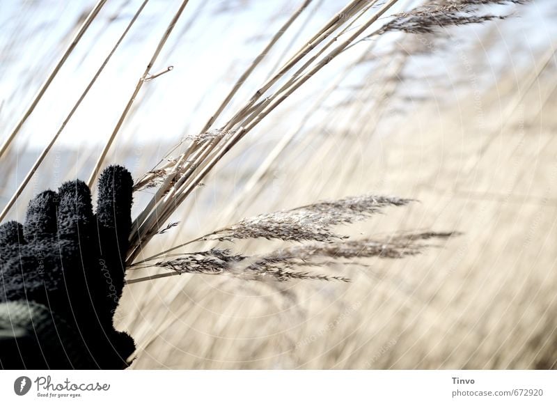 Hand, die Schilf berührt Nutzpflanze Wildpflanze Küste beobachten schwarz Handschuhe Spazierweg Schilfrohr verborgen Unterholz Farbfoto Außenaufnahme