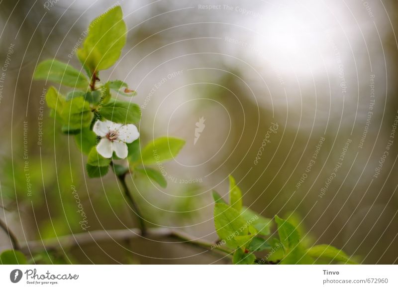 Blüte an Kirschzweig Natur Pflanze Frühling braun grün weiß Unschärfe Apfelblüte Blatt frisch Zweig zart Frühblüher Farbfoto Außenaufnahme Nahaufnahme