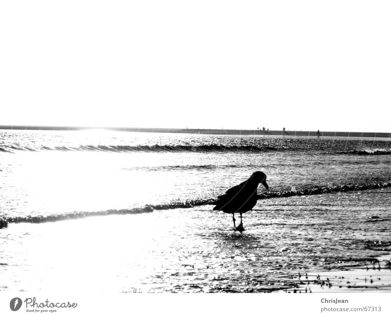 Alone Einsamkeit Möwe Strand Meer Suche Nahrungssuche Borkum alone Sand Schwarzweißfoto laufen