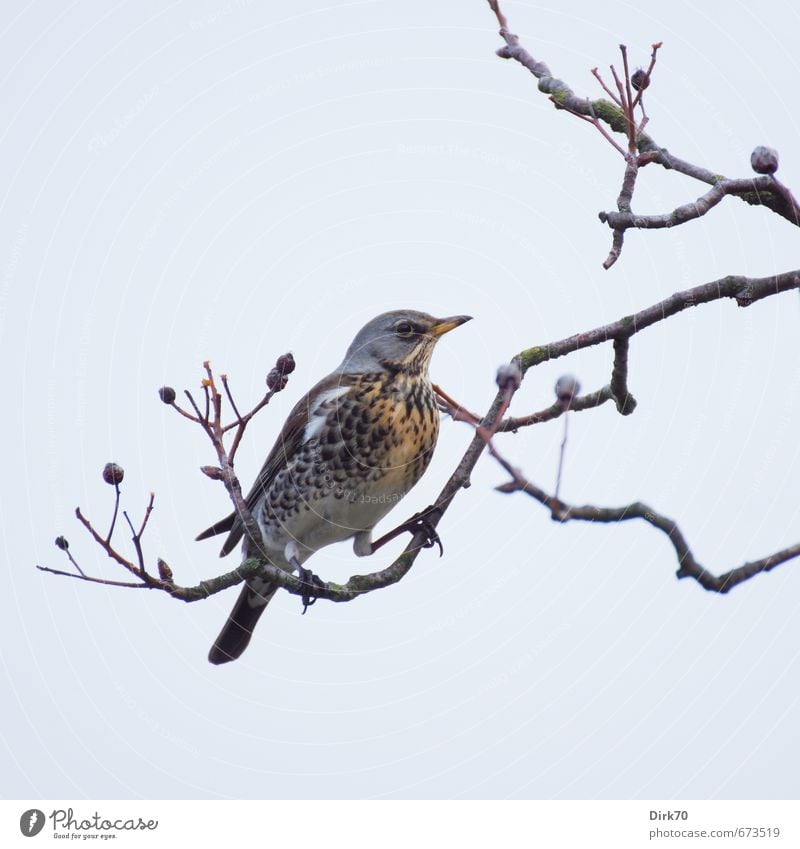 Beerenklau Natur Wolkenloser Himmel Winter Schönes Wetter Baum Mehlbeere Ast Zweig Beerensträucher Garten Park Tier Wildtier Vogel Drossel Wacholderdrossel