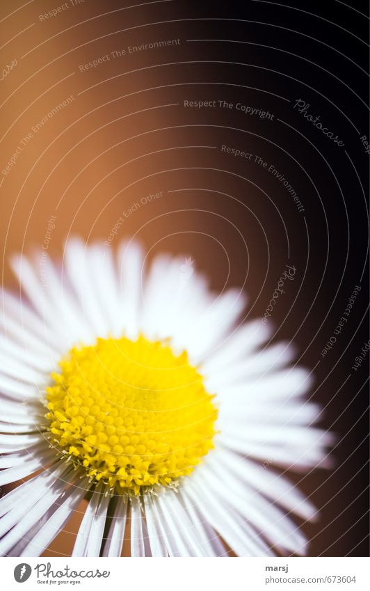 Sonnenscheinchen Leben harmonisch Zufriedenheit Natur Pflanze Frühling Sommer Herbst Blume Blüte Wildpflanze Feinstrahl-Berufkraut Blühend leuchten träumen Duft