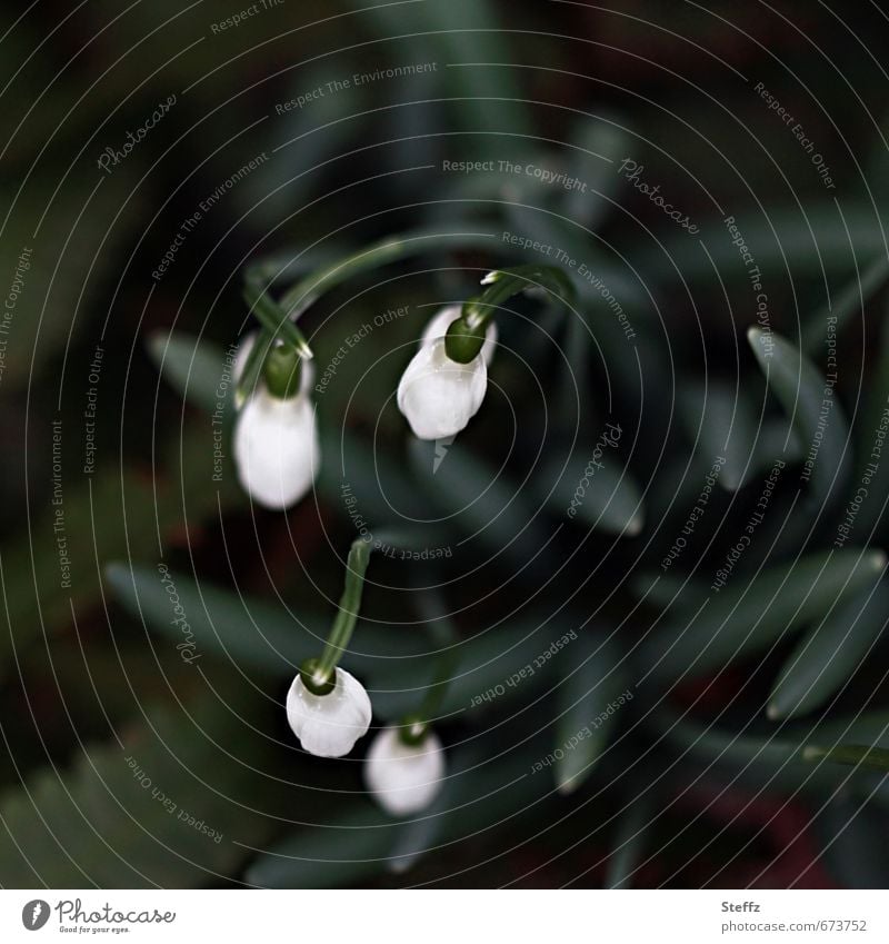 Frühlingsboten Schneeglöckchen Frühblüher Frühlingsblumen heimische Wildpflanzen blühende Wildpflanzen dunkelgrün blühende Frühlingsblumen Frühlingsgefühl