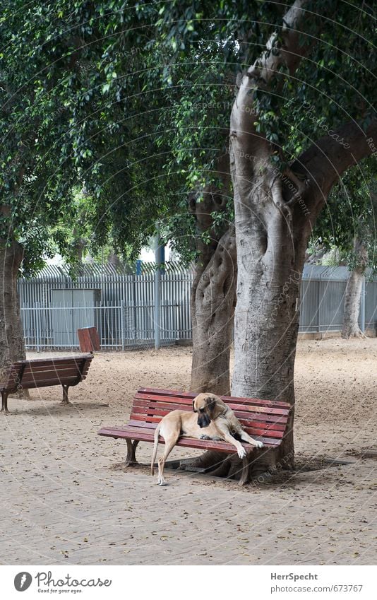 Keiner spielt mit mir Baum Park Tier Haustier Hund Deutsche Dogge 1 sitzen träumen Traurigkeit warten bedrohlich groß Stadt Einsamkeit Parkbank Hundezone