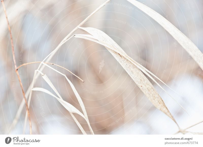 wenig Natur Pflanze Schönes Wetter Gras ästhetisch einfach Freundlichkeit hell natürlich schön trocken braun orange Gelassenheit ruhig Ausdauer standhaft