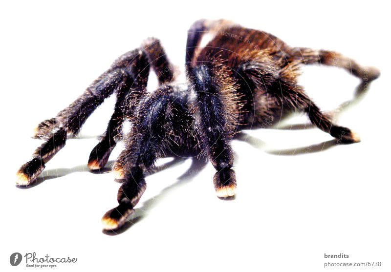 my spider Spinne Vogelspinne Tier Insekt Natur Angst