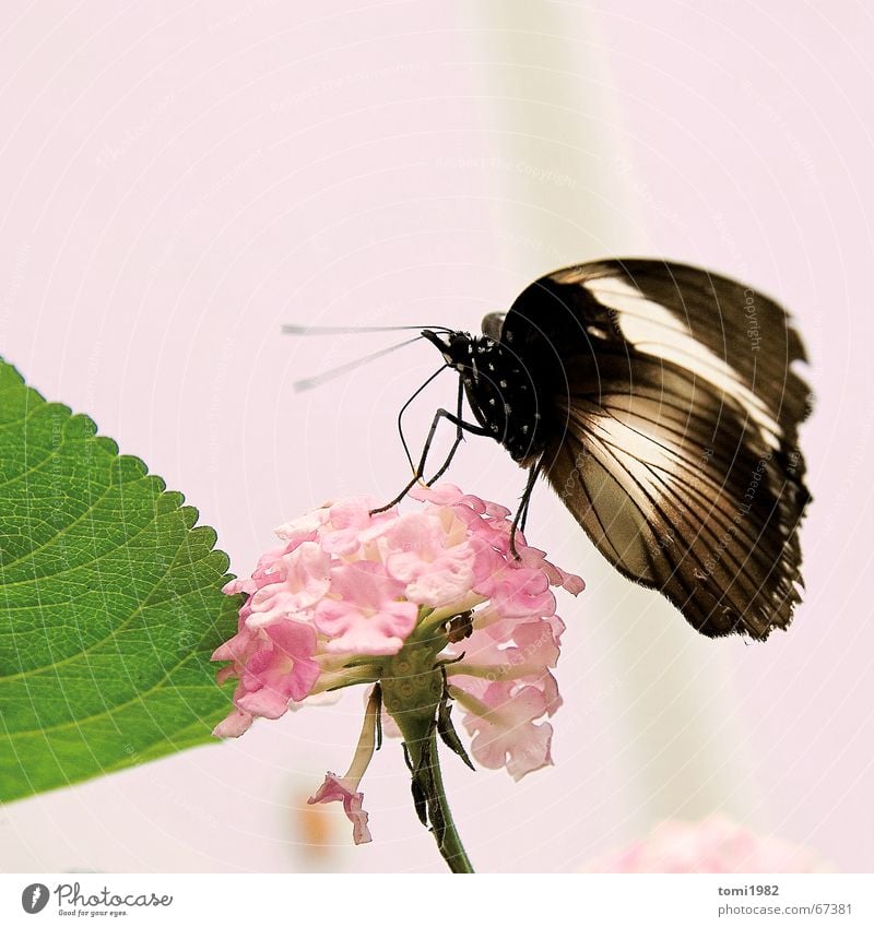 Sommertag Schmetterling Insekt Blume Frühling schön rosa Glück summerday flower