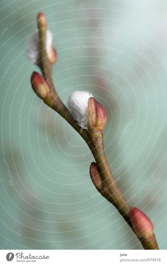 flauschige kätzchen Natur Pflanze Frühling Sträucher Blüte Weidenkätzchen Blühend Duft Wachstum kuschlig weich Idylle Leichtigkeit rein Vergänglichkeit