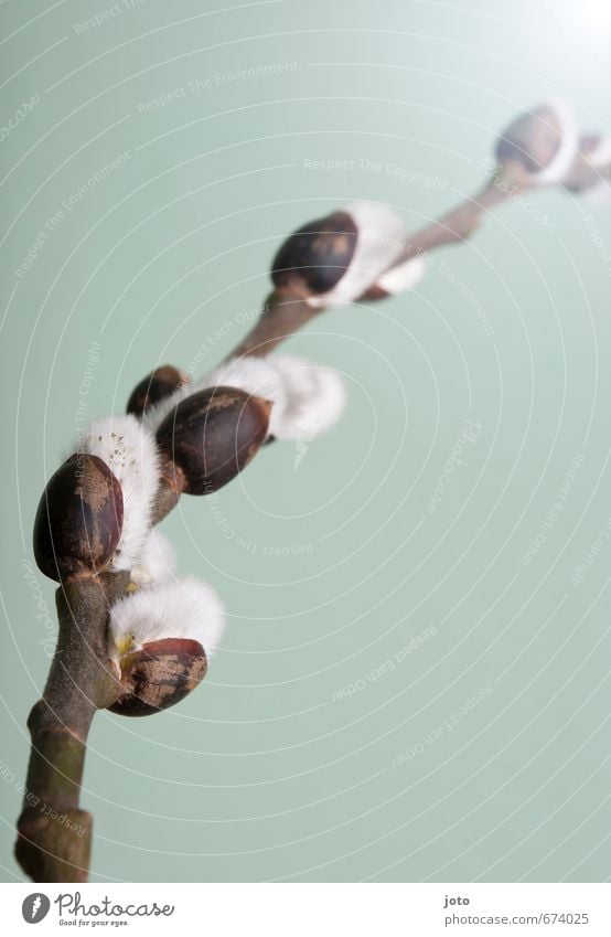 weidenkätzchen III Duft Dekoration & Verzierung Natur Pflanze Frühling Sträucher Blüte Blumenstrauß Blühend Wachstum kuschlig positiv weich türkis weiß Idylle