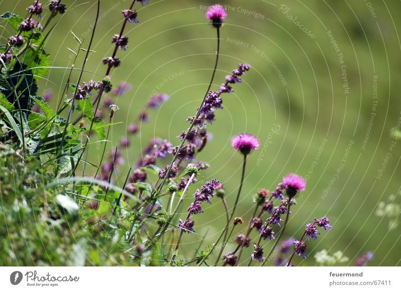 Auf der Alm da gibt's koa Sünd! Wiese Blume Gras Bundesland Tirol Österreich Bergwiese Sommer Ferien & Urlaub & Reisen wandern Bergsteigen blüten violett