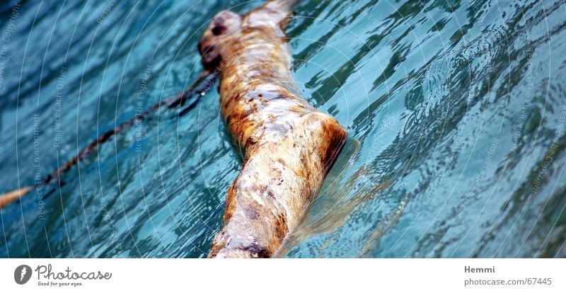 Treibholz Holz See Baum Wellen Im Wasser treiben Ast Zweig