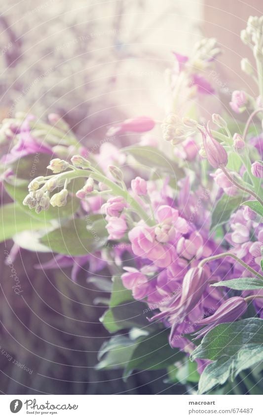 Frühlingsboten Blume Blüte Blühend violett rosa grün Nahaufnahme Floristik Pflanze pflanzlich Blatt