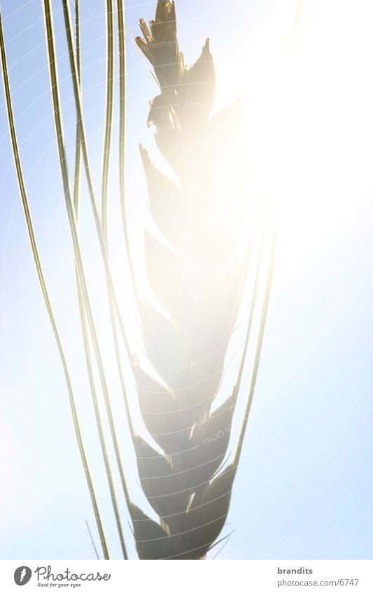 Gedeihendes Korn Weizen Blüte Feld Licht Sonne