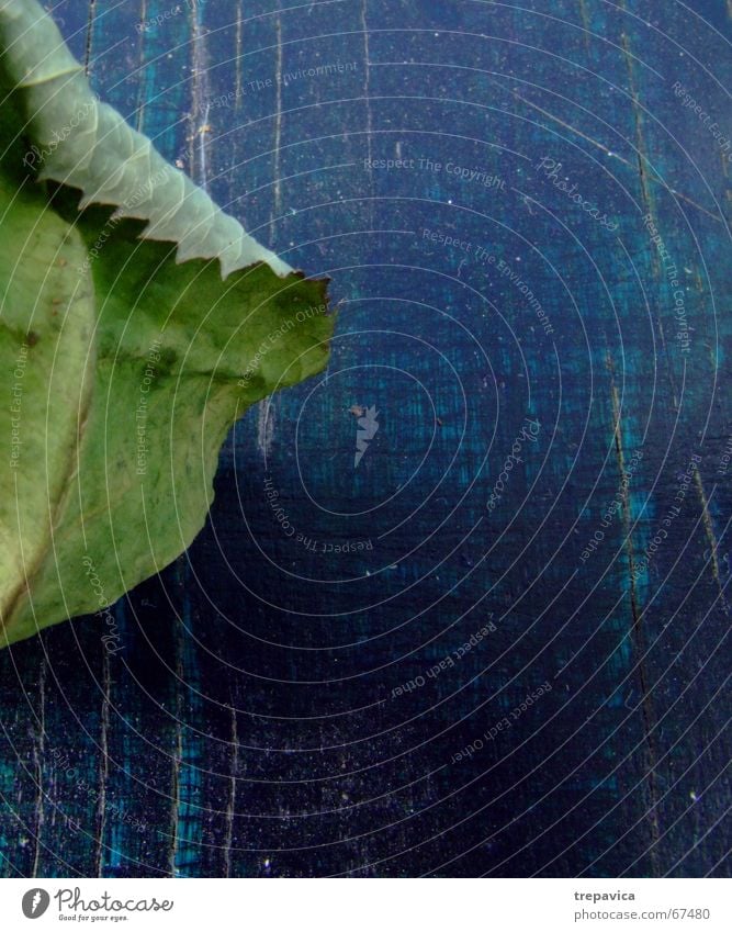 blatt Blatt grün Holz trocken Pflanze Rosenblätter grün-blau Strukturen & Formen