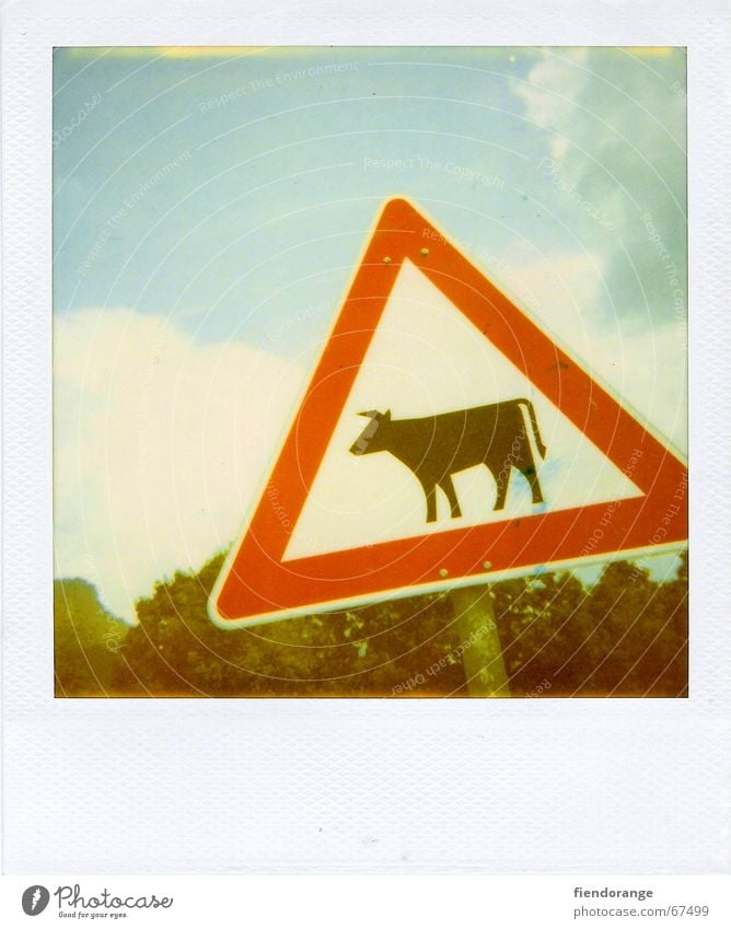 achtung kuh Kuh Verkehrsschild Bulle Alpen Hinweisschild Berge u. Gebirge urlaub:polaroid Respekt