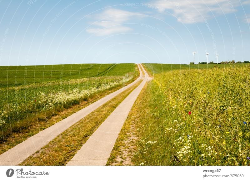 Sommerweg Umwelt Himmel Wolken Horizont Schönes Wetter Blume Gras Wildpflanze Feld Hügel Insel Rügen Feldrand Verkehrswege Wege & Pfade Betonspurweg blau