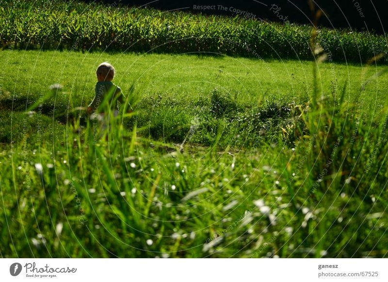 der sommer Sommer Gras grün Feld Kind sun field grass Freiheit freedom