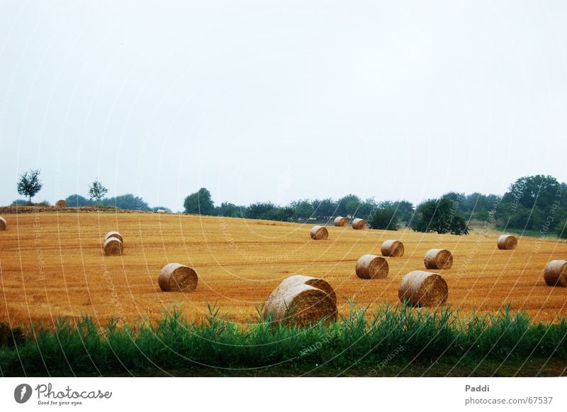 Heuballen Stroh Strohballen Feld Wiese Korn Landschaft