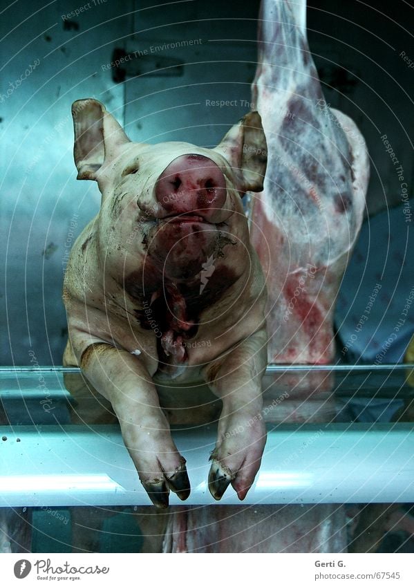 meet your meat Speck Schlachthof Metzgerei Schwein Fleisch töten Blut Schlachtung Landwirtschaft Nutztier Sau Ernährung Gefühle Säugetier schweinepest