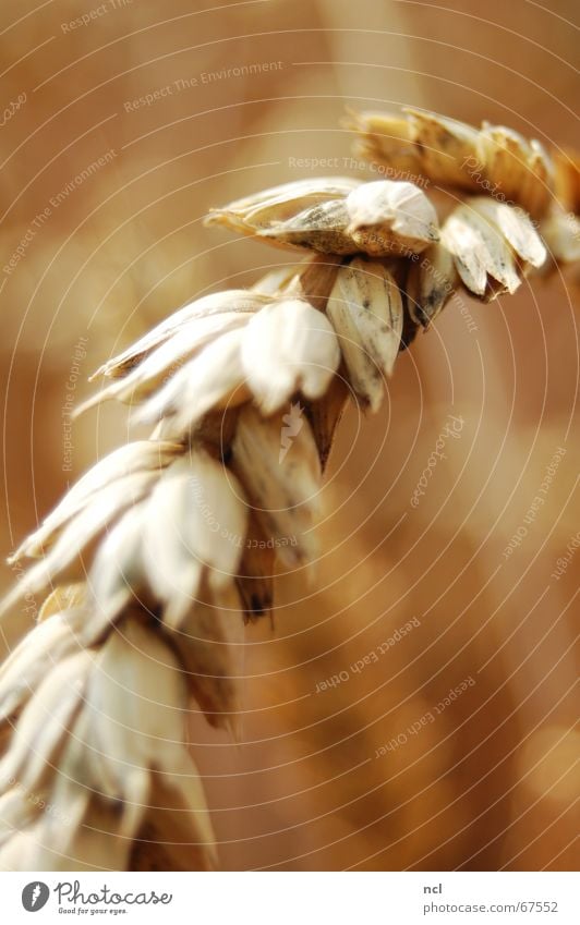 Weizen hautnah Ähren Feld Sommer Wiese Juli Makroaufnahme braun Physik aufsteigen Ernährung Mehl Getreide Ernte rasenmähen Korn August Nahaufnahme blur Wärme