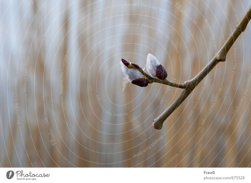 Frühlingskuscheln Natur Pflanze Zweig Weide Weidenkätzchen Blütenkätzchen weich Frühlingsgefühle Schwache Tiefenschärfe Unschärfe Farbfoto Außenaufnahme