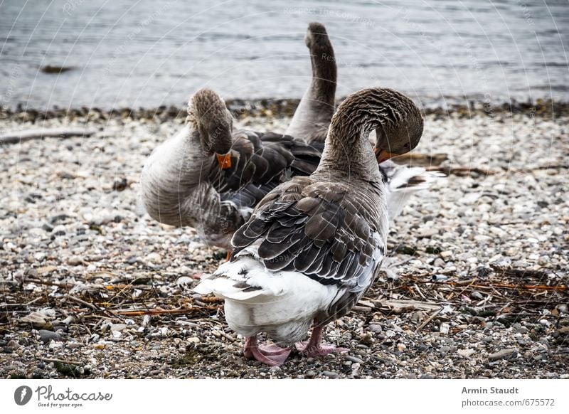 Sich putzende Gänse am Rhein Natur Wasser Strand Fluss Wildtier Vogel Gans 2 Tier Tierpaar Brunft Reinigen stehen authentisch Stimmung Ordnungsliebe